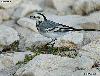 Animali 346